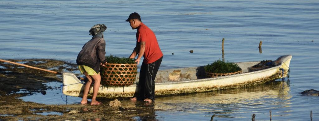 Collecting seaweed