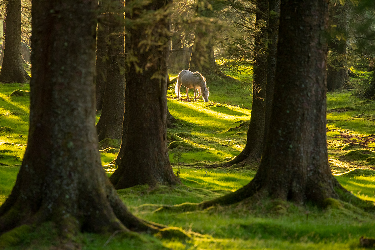 The Quiet Ambition of Plants