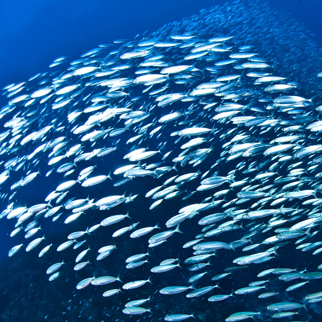 Sardine shoal